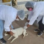 vacinacao-de-animais-vacina-antirrabica-ft-Thiago-Paixao-300x161-1