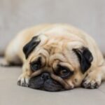 Bulldog-Animais-Com-medo-Foto-Freepik-300x200-1