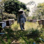 Curtas_NectarDoTempo_still-300x169-1