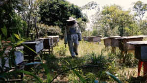 Curtas_NectarDoTempo_still-300x169-1