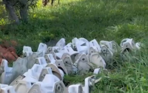 Mictorios-Foto-reproducao-Diga-Ai-Feira-e1717766314597-300x190-1