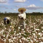 Safra-de-algodao-Foto-Ascom-Seagri-300x197-1
