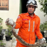 bombeiros-resgatam-jiboia-dentro-de-residencia-300x200-1