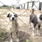 gato-cachorro-animais-do-centro-de-zoonoses-300x169-1