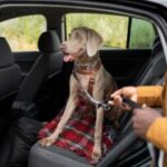 mao-segurando-a-coleira-do-cachorro-de-perto_freepik-300x200-1