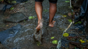 pes-na-lama-ft-ag-brasil-300x166-1