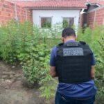 plantacaodemaconha_policiacivil-5-300x225-1