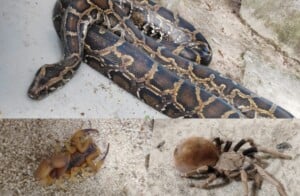Animais-peconhentos-fotos-ed-santos-acorda-cidade-300x196-1