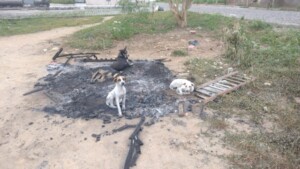 Casa-de-animais-abandonados-e-incendiada-300x169-1