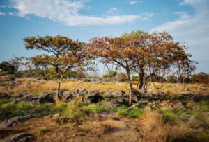 Cerrado-ft-Freepik-300x205-1
