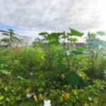 Moradores-relatam-medo-devido-a-cobras-e-escorpioes-em-terreno-baldio-2-300x169-1