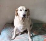 Nina-cao-guia-Cachorro-de-Fernando-Silva-deficiente-visual-ft-paulo-jose-acorda-cidade1-300x135-1