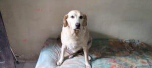 Nina-cao-guia-Cachorro-de-Fernando-Silva-deficiente-visual-ft-paulo-jose-acorda-cidade1-300x135-1