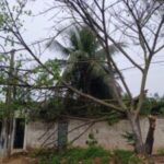 Rua-Sao-Lucas-arvore-caida-no-bairro-Jardim-Sucupira-em-Feira-de-Santana-ft-ney-silva-acorda-cidade1-300x225-1
