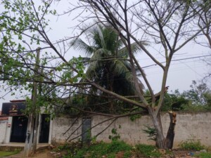Rua-Sao-Lucas-arvore-caida-no-bairro-Jardim-Sucupira-em-Feira-de-Santana-ft-ney-silva-acorda-cidade1-300x225-1
