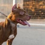 cachorro-pitbull_ft-freepik-300x199-1