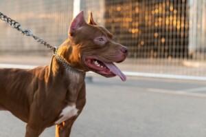 cachorro-pitbull_ft-freepik-300x199-1