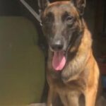 cao-farejador-zeus-k9-rondesp-leste-foto-cipt-L-300x197-1