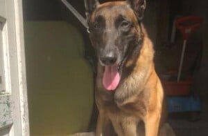 cao-farejador-zeus-k9-rondesp-leste-foto-cipt-L-300x197-1