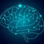 cerebro-300x210-1