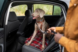 mao-segurando-a-coleira-do-cachorro-de-perto_freepik-300x200-1