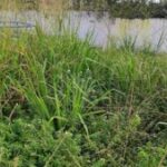 mato-escola-terra-dura-4-300x169-1