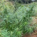 plantacaodemaconha_policiamilitar-300x226-1