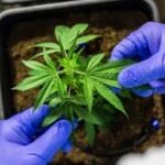 porte-de-droga-planta-maconha-pixabay-300x165-1