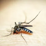 3iwXYiou-mosquito-jpg