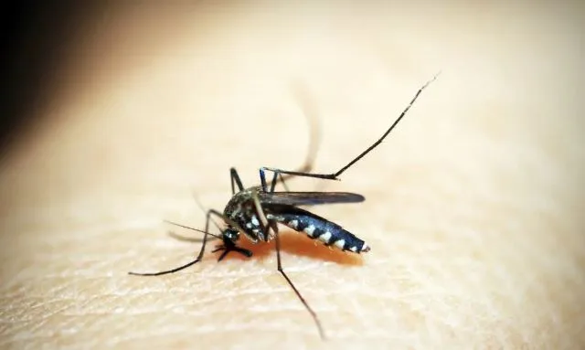 3iwXYiou-mosquito-jpg
