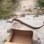 8euFp9RX-Jiboia-encontrada-no-bairro-Queimadinha-jpg