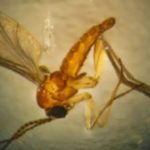 Mosquito-da-febre-oroupoche-ft-ag-brasil-sociedade-brasileira-de-medicina-tropical-300x168-1