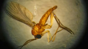 Mosquito-da-febre-oroupoche-ft-ag-brasil-sociedade-brasileira-de-medicina-tropical-300x168-1