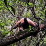 Tamandua-mirim-Foto-Igor-Macedo-Bracell-300x169-1