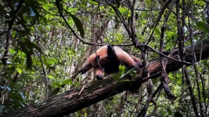 Tamandua-mirim-Foto-Igor-Macedo-Bracell-300x169-1