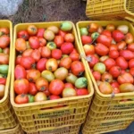 Tomate-ft-paulo-jose-do-acorda-cidade2-jpg