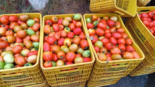 Tomate-ft-paulo-jose-do-acorda-cidade2-jpg