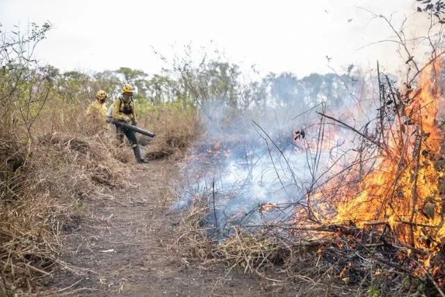 WAMt2vRI-Policia-Federal-intensifica-investigacoes-sobre-incendios-jpg