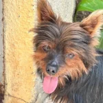 Wm2PEiUG-cachorro-desaparecido-raca-yorkshire-em-feira-de-santana-foto-reproducao-redes-sociais-02-jpg