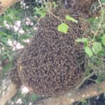 enxame-de-abelhas_-praca-morada-das-arvores_-foto-leitor-acorda-cidade