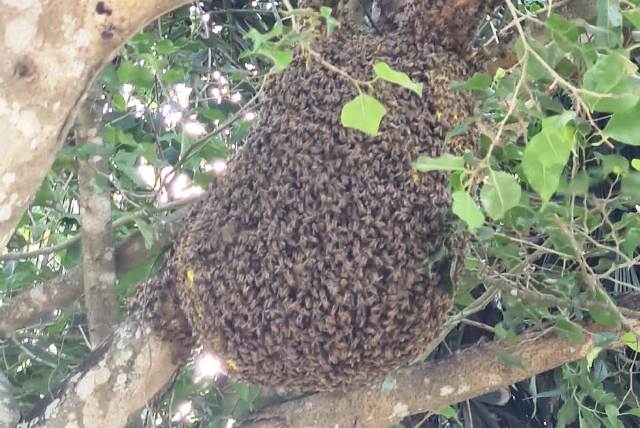 enxame-de-abelhas_-praca-morada-das-arvores_-foto-leitor-acorda-cidade