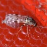 muruim-febre-oropouche-Foto-Scott-Bauer-Agricultural-Research-Service-United-States-Department-of-Agricultur-300x168-1