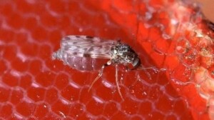 muruim-febre-oropouche-Foto-Scott-Bauer-Agricultural-Research-Service-United-States-Department-of-Agricultur-300x168-1