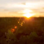 6qBOyozg-amanhecer-sol-dia-foto-freepik-jpg