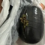 DxsK5JGP-maconha_serrinha-jpeg