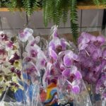 G8FXRHYK-flores