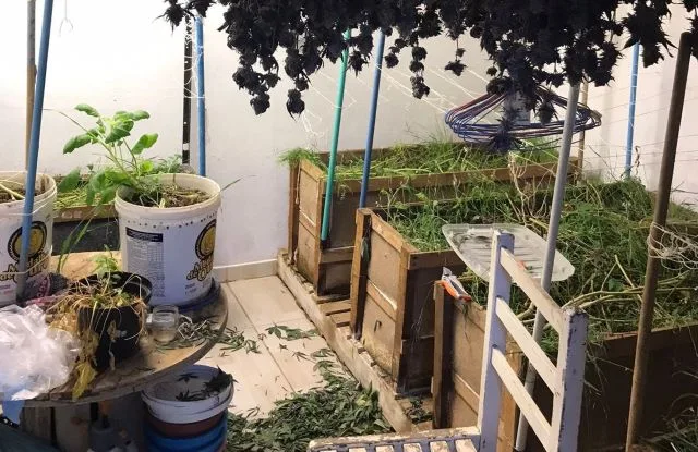 Ncrsm8Uj-estufas-de-maconha-jpg