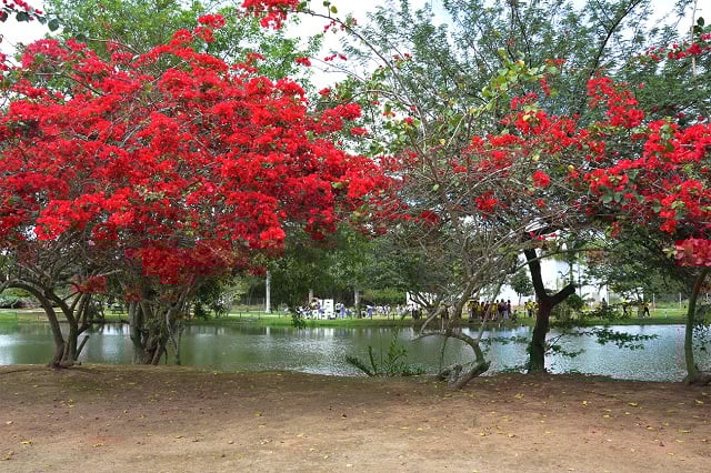 Parque-da-Lagoa-primavera-ft-Foto-Valdenir-Lima1