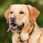WLMQ2j66-cao-cachorro-Foto_Pixabay