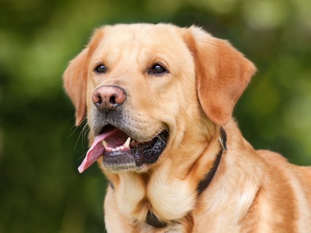 WLMQ2j66-cao-cachorro-Foto_Pixabay